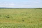 Green grass, Pacific ocean coast, Kamchatka, Russia, 2005