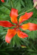 Flower, Kamchatka, Russia, 2005