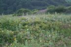 Green grass, Pacific ocean coast, Kamchatka, Russia, 2005