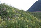 Green grass, Pacific ocean coast, Kamchatka, Russia, 2005