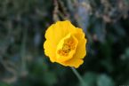 Decorative poppy flower,Kamchatka, Russia, 2005