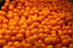 Clementines 2005  0050