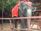 Elephant, Thailand 2004