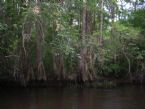 cypress trees