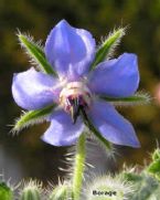 Borage