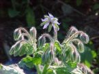 borage glistening