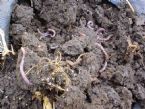 earthworms ... (Click to enlarge)