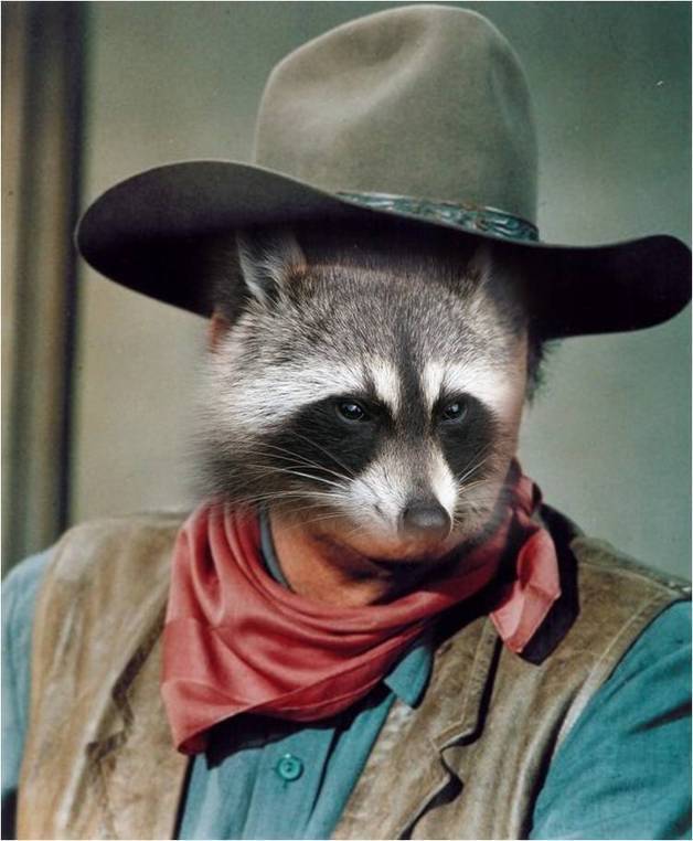 Rocky racoon patreon. Rocky Raccoon ютуб. Rocky Raccoon Flo. Rockyracoon Benny.