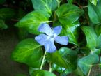 periwinkle