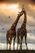 858b772036b41ceb1dfca199ef05a39a giraffe art baby giraffes