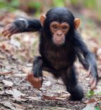 8d759d505b0b0591d9f0cf56f2b49674 baby chimpanzee monkey business use