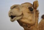 ATBCamel4