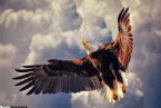 American Bald Eagle Flying in Cloudy Sky