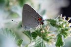 Gray Hairstreak