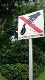 Do not feed the pigeons