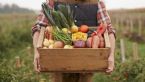 Farmer Carrying Veggies 1024 576