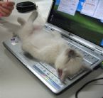 Kitten on a keyboard