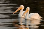 Pelican pair