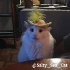 Salty Sea Cat