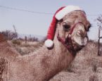 Xmas camel