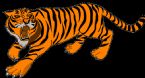  angry defense stripes tiger loud animal mammal