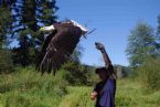 bald eagle flying pictures