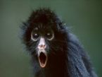 black spider monkey