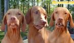 buck toothed dogs ... (Click to enlarge)