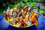 butterfly food