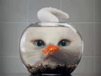 cat face distorted by fishbowl 1463512194