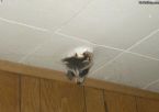 ceiling racoon