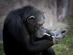 chimp smoking