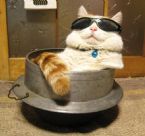 cool cat