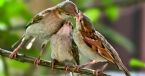 feeding 20sparrows indiamike 1458133304 725x725