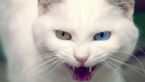 fierce wild white cat animal 1440x2560