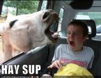 funny pictures horse in car ... (Click to enlarge)