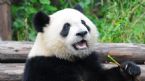 giant panda eating adapt 945 1