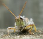 grasshopper1