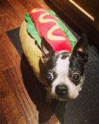 hotdog costume