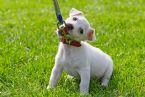 puppy leash dreamstime