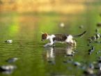 walk on water saintly cat