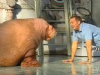 walrus pushups kids 480x360