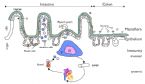 intestinal diagram defense system