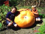 big pumpkin 2 sons