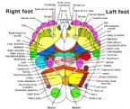 Map of the Sole