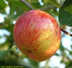 Zoete Kroon apple from Holland ... (Click to enlarge)