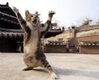 funny cats 93