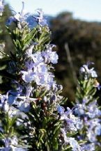 rosemary in bloom