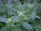 Flowering Nettles