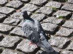 London Pigeon